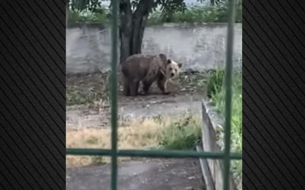 Αμύνταιο Φλώρινας: Αρκούδα εισέβαλε σε κτηνοτροφική μονάδα κατασπαράσσοντας 15 πρόβατα