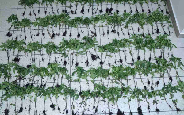 Θεσσαλονίκη: Εντοπίστηκε «φυτεία» με 165 δενδρύλλια κάνναβης - Συνελήφθη αλλοδαπός (βίντεο)