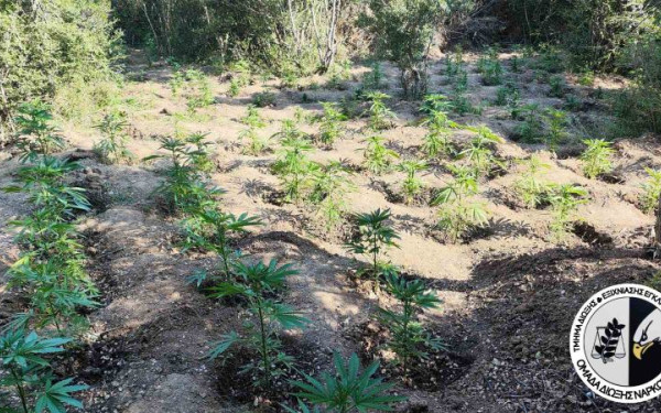 Θεσσαλονίκη: «Φύτεψαν» 453 δενδρύλλια κάνναβης σε δασική περιοχή - Δύο συλλήψεις