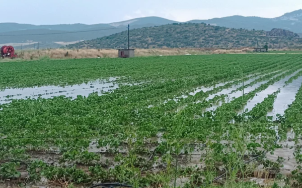 Ελεγχόμενες αλλά σοβαρές για κάποιους παραγωγούς οι ζημιές από την πρόσφατη κακοκαιρία σε Πιερία, Χαλκιδική και Δ. Μακεδονία