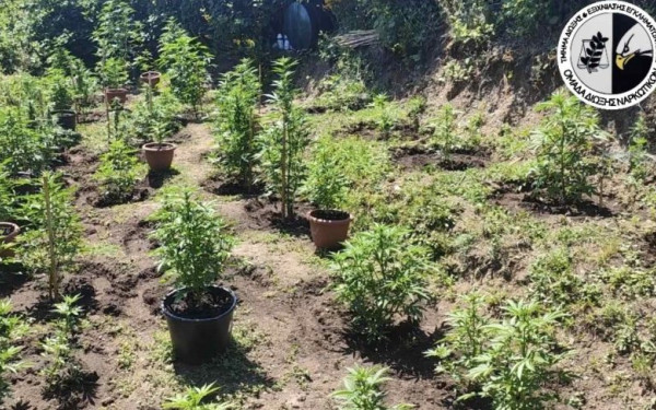 Θεσσαλονίκη: Αγρότης με... δεύτερη καλλιέργεια συνελήφθη για 60 δενδρύλλια κάνναβης στον Λαγκαδά (βίντεο)