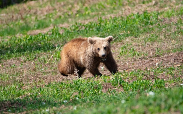 ΑΡΚΤΟΥΡΟΣ: Η Μάρθα ξανά ελεύθερη - Το ορφανό αρκουδάκι επέστρεψε στη φύση