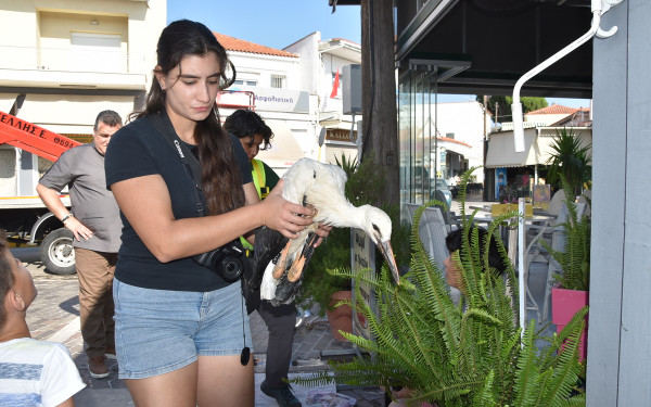 Μυτιλήνη: Τοποθέτηση δακτυλίων στα πόδια των νεοσσών λευκοπελαργών στις φωλιές της Λέσβου