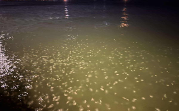 Θεσσαλονίκη: Εκατοντάδες μέδουσες ξεβράστηκαν στα νερά του Θερμαϊκού (βίντεο)