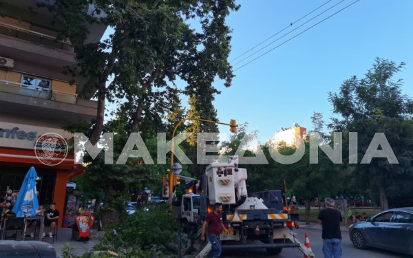 Θεσσαλονίκη: Αναστάτωση με δέντρο έπεσε σε καλώδια του ΔΕΔΔΗΕ λόγω των ανέμων - Δείτε φωτογραφίες