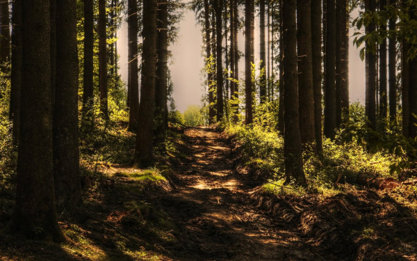 Θεσσαλονίκη: Σε εξέλιξη η διαδικασία προσλήψεων για 176 δασοπόνους και 105 δασολόγους σε όλη την Ελλάδα