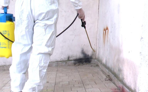 Θεσσαλονίκη: Αυξήθηκε ο πληθυσμός των κατσαρίδων - Ποιες είναι οι κύριες αιτίες