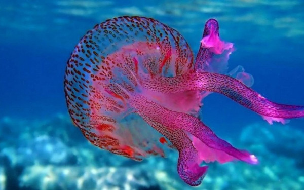 Παραλίες: Αναστατώνουν (ξανά) οι μωβ και γαλάζιες μέδουσες