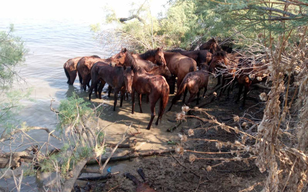Δέλτα Έβρου: «Συναγερμός» με τα νεκρά ψάρια εξαιτίας της λειψυδρίας – SOS για 200 εγκλωβισμένα άλογα