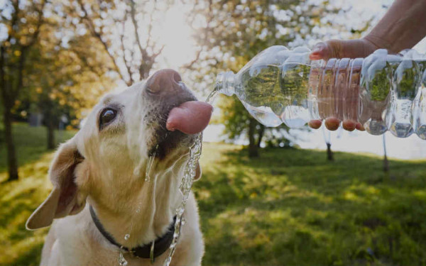 Καύσωνας: Πώς θα βοηθήσουμε τα αδέσποτα και τα δεσποζόμενα ζώα συντροφιάς - Δεκαπέντε νέες ποτίστρες-ταΐστρες από το Δήμο Θεσσαλονίκης