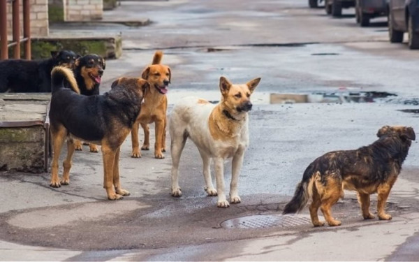 Αδέσποτα ζώα συντροφιάς: Ασήκωτο το οικονομικό βάρος για τους δήμους - Η φροντίδα τους στοιχίζει όσο η κατασκευή μιας πλατείας