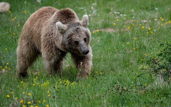 : Αρκούδες έκαναν κατάληψη σε χωριό του Κοσόβου - Το δημοτικό σχολείο έβγαλε προειδοποίηση ότι οι μαθητές κινδυνεύουν (βίντεο)