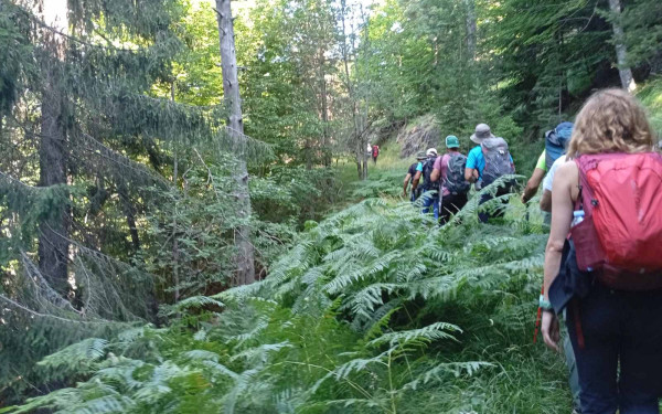 Παγκόσμια Ημέρα Δασών: Ποια είναι τα 19 αισθητικά δάση στην Ελλάδα