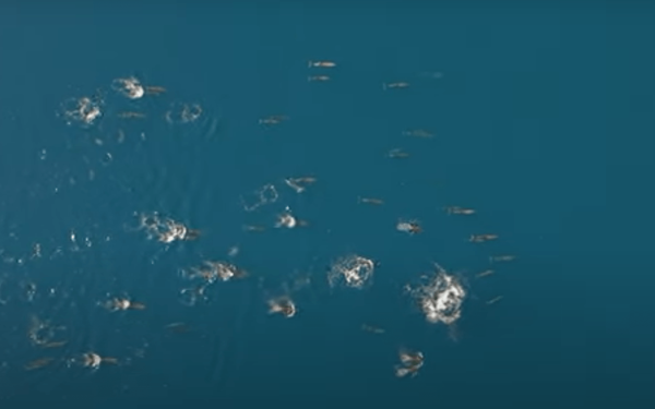 Φθιώτιδα: Μεγάλη αγέλη από δελφίνια κάνουν «χορογραφία» στο νερό (βίντεο)