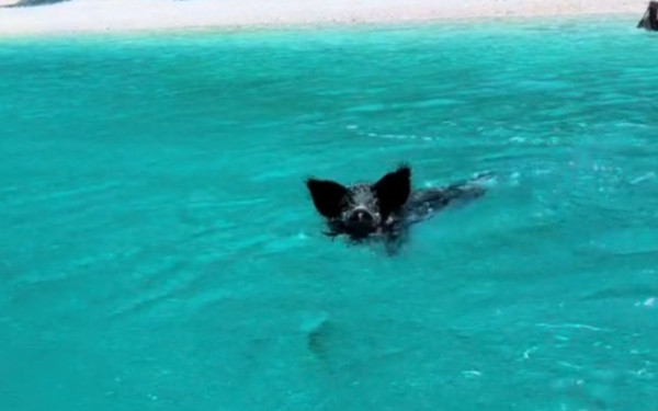 Ιθάκη: Αγριογούρουνο πήρε στο κυνήγι δύο τουρίστριες μέσα στη θάλασσα - Δείτε βίντεο