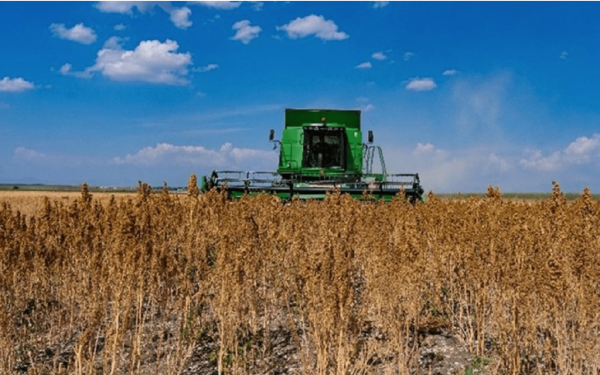 Φανάρι Κομοτηνής: Άρχισε η συγκομιδή της... κινόας στα χωράφια