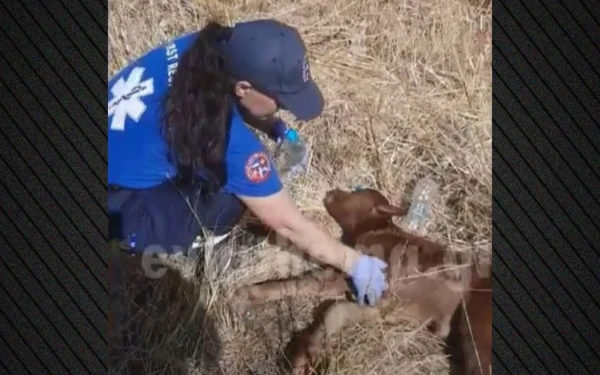 Φωτιά στην Εύβοια: Στιγμές ανθρωπιάς - Εθελοντές δίνουν τις πρώτες βοήθειες σε νεογέννητο μοσχαράκι