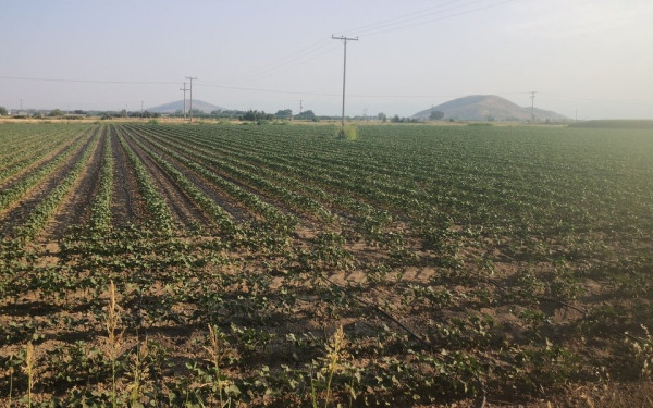 «Περιοχές σαν τη Θεσσαλία, κινδυνεύουν με ερημοποίηση», προειδοποιεί ο ομότιμος καθηγητής Θεοφάνης Γέμτος