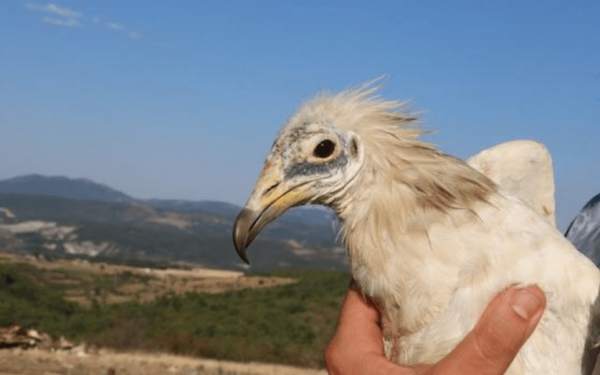 Έβρος: Από τη Δαδιά στην Αφρική και πίσω- Η ιστορία του Ασπροπάρη που σώθηκε από τις φλόγες