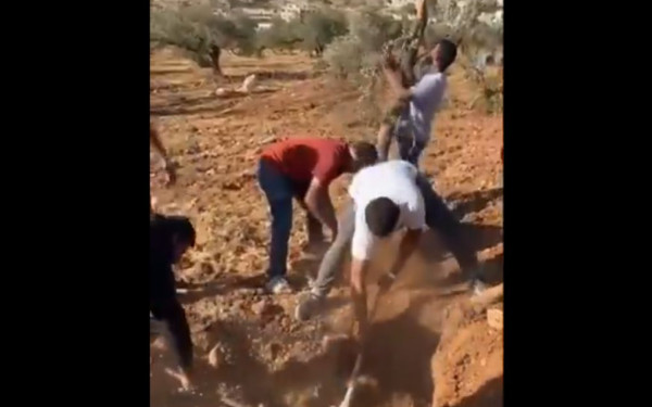 Παλαιστίνη: Ισραηλινές μπουλντόζες ξεριζώνουν ελαιόδεντρα αγροτών στην κατεχόμενη Δυτική Όχθη (βίντεο)