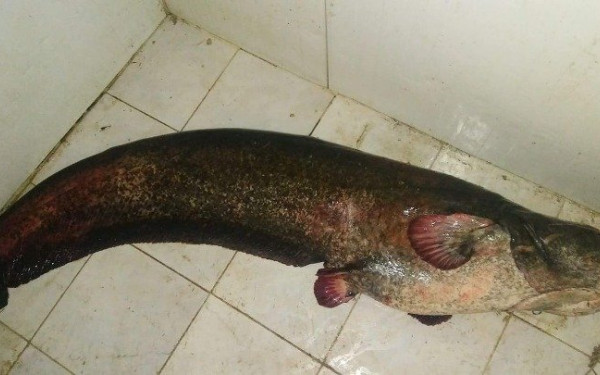 Κοζάνη: Επιασαν γουλιανό 2,7 μέτρων στην λίμνη Πολυφύτου