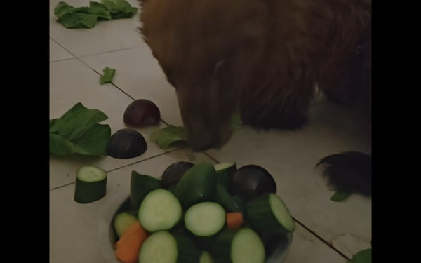 Αρκουδάκι-μαχητής: Η Κίρκη παλεύει βήμα-βήμα για την αποκατάστασή της μετά το σοβαρό τροχαίο (βίντεο)