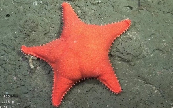 Βρέθηκε ο Πάτρικ ο αστερίας, ο φίλος του Μπομπ Σφουγγαράκη, σε βάθος 1.000 μέτρων – Τα ανθρώπινα οπίσθιά του προκαλούν εντύπωση (βίντεο) Βρέθηκε ο Πάτρικ ο αστερίας, ο φίλος του Μπομπ Σφουγγαράκη, σε βάθος 1.000 μέτρων – Τα ανθρώπινα οπίσθιά του προκαλούν εντύπωση (βίντεο)