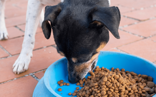 Δήμος Θεσσαλονίκης: Διανομή δωρεάν σκυλοτροφών σε φιλόζωες οργανώσεις και δημότες που φροντίζουν αδέσποτα ζώα