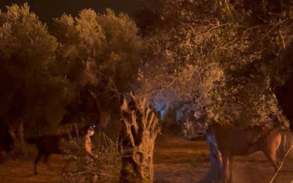 Φωτιά στη Χίο: Παρά τρίχα διασώθηκαν δύο άλογα στη Βολισσό – Συγκινητική κινητοποίηση για τα εγκλωβισμένα ζώα (βίντεο) Φωτιά στη Χίο: Παρά τρίχα διασώθηκαν δύο άλογα στη Βολισσό – Συγκινητική κινητοποίηση για τα εγκλωβισμένα ζώα (βίντεο)