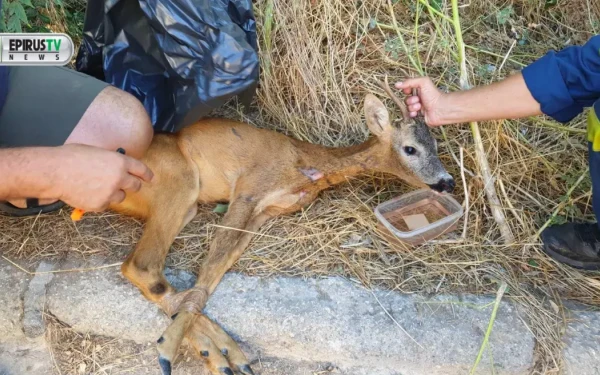 Ιωάννινα: Πυροσβέστες διέσωσαν ζαρκάδι που περιπλανιόταν κοντά σε χωριό (βίντεο)