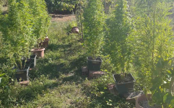 Κεντρική Μακεδονία: Νέο «χτύπημα» κατά των ναρκωτικών σε Θεσσαλονίκη, Πέλλα και Χαλκιδική - Τρεις συλλήψεις