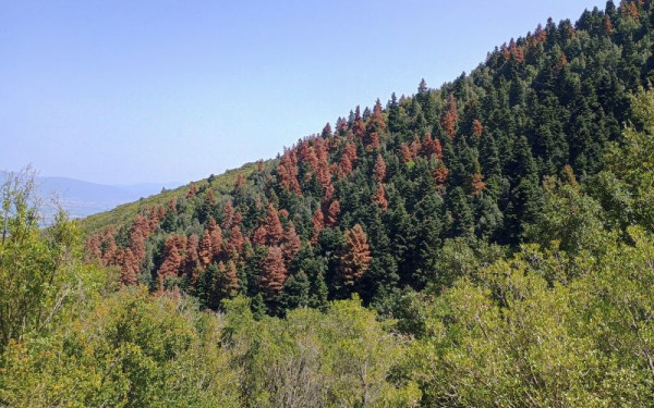 Οι «σιωπηλοί» εχθροί του δάσους: Τα φλοιοφάγα έντομα που σκοτώνουν τα ελληνικά έλατα