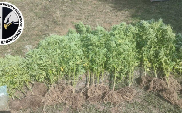 Θεσσαλονίκη: Καλλιεργούσε «δάσος» κάνναβης στην αυλή του - Συνελήφθη άνδρας