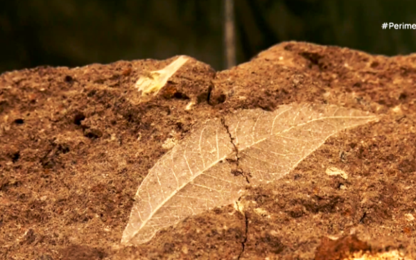 Λέσβος: Ανακαλύφθηκαν απολιθωμένα φυτά εκατομμυρίων ετών