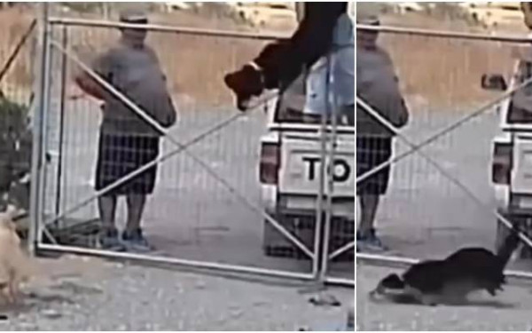 Λήμνος: Εγκατέλειψαν 3 σκύλους πετώντας τους μέσα στο κυνοκομείο - Δείτε βίντεο