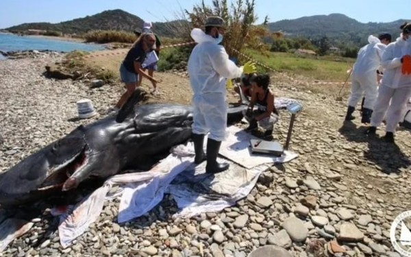 Σάμος: Νεαρός φυσητήρας τεσσάρων μέτρων εκβράστηκε νεκρός στις βόρειες ακτές