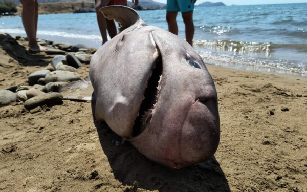 Λήμνος: Ξεβράστηκε καρχαροειδές στην παραλία - Δείτε φωτογραφίες Λήμνος: Ξεβράστηκε καρχαροειδές στην παραλία - Δείτε φωτογραφίες