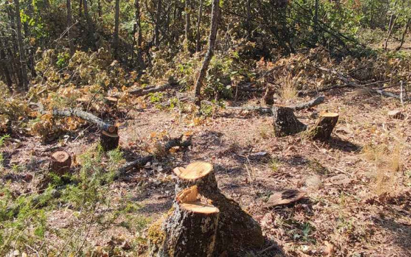 Θεσσαλονίκη: «Έγδυναν» το βουνό για τόνους ξυλείας - Κύκλωμα παράνομης υλοτομίας στην Αρέθουσα προκάλεσε τεράστια οικολογική καταστροφή