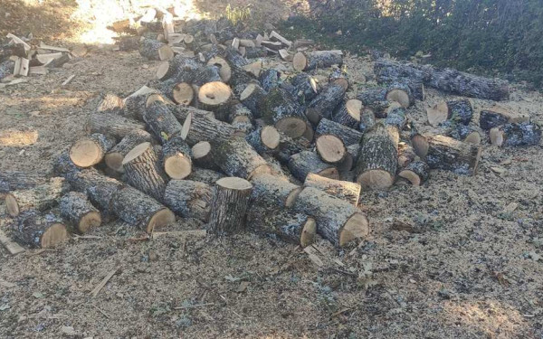 Σπείρα παράνομης υλοτομίας στη Θεσσαλονίκη: Συνελήφθη και ο δεύτερος εμπλεκόμενος στην οικολογική καταστροφή της Αρέθουσας - Βίντεο από τη σύλληψή του