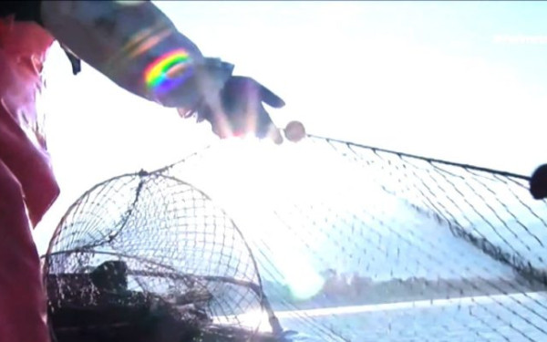 Κοζάνη: Εμπλουτισμός της Λίμνης Πολυφύτου με 10.000 ιχθύδια κυπρίνου