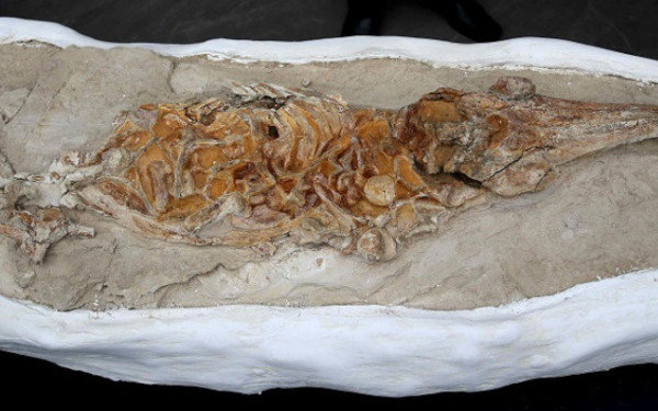 Περού: Ανακαλύφθηκε απολίθωμα δελφινιού ηλικίας 12 εκατομμυρίων ετών