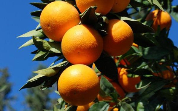 Τα ελληνικά εσπεριδοειδή πηγαίνουν Ταϊλάνδη