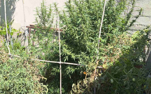 Ηράκλειο: Συνελήφθη 57χρονος για ναρκωτικά - Κατασχέθηκαν 17 κιλά ακατέργαστης κάνναβης