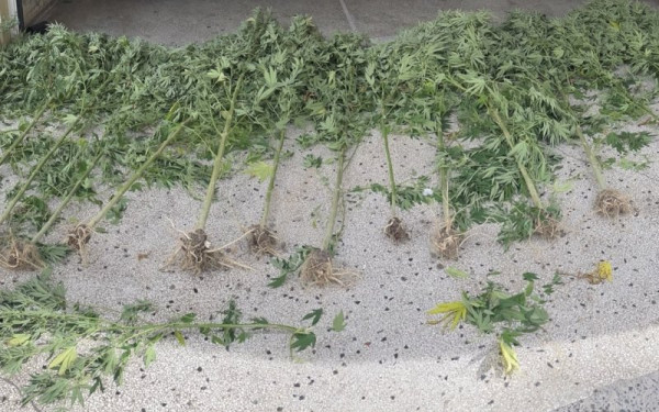 Πέλλα: Καλλιεργούσε «μίνι δάσος» κάνναβης και συνελήφθη (βίντεο)