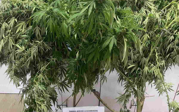 Πέλλα: Συνελήφθη άνδρας για καλλιέργεια και κατοχή κάνναβης
