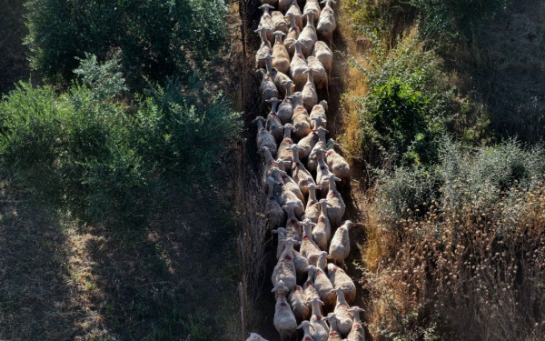 Η κυβέρνηση προσπαθεί να ικανοποιήσει τις απαιτήσεις της Κομισιόν για να μη χαθούν αγροτικές επιδοτήσεις Η κυβέρνηση προσπαθεί να ικανοποιήσει τις απαιτήσεις της Κομισιόν για να μη χαθούν αγροτικές επιδοτήσεις