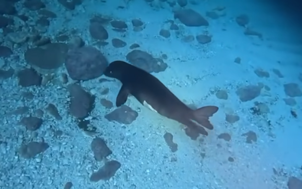 Κάρπαθος: Η γέννηση αρσενικής φώκιας φέρνει ελπίδα για τη συνέχεια του σπάνιου είδους της