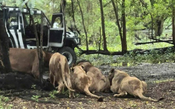 Ταϊλάνδη: 58χρονος φύλακας ζωολογικού κήπου σκοτώθηκε από λιοντάρια - Τι λέει αυτόπτης μάρτυρας