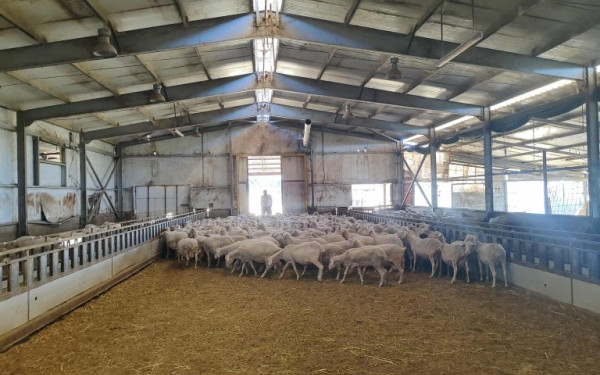 Ευλογιά των αιγοπροβάτων: Δημιουργούνται πέντε σταθμοί απολύμανσης στην Κοζάνη - Συνολικά 17 σε όλη την Περιφέρεια