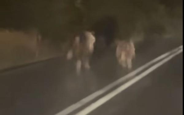 Κοζάνη: Αρκούδα με το μικρό της «έκοψε» τον δρόμο σε οδηγούς στην Εορδαία (βίντεο)